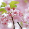 錦糸公園　花満開