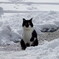 猫と雪