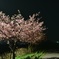 夜桜