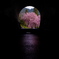 トンネル×河津桜