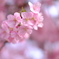 河津桜