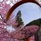 カーブミラー×河津桜