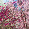 桜まみれ