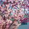四季咲きの桜と寒緋桜