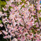 とある桜