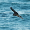 IMGP7685　たぶん鳶（トビ・トンビ）
