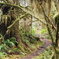 Olympic National Park