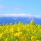 菜の花と山