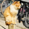日向ぼこ