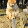日向ぼこ