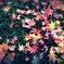 Autumn foliage #2