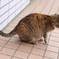仙石原の野良猫
