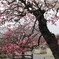 宿場町に咲く花