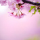 桜色