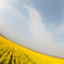 2015　笠岡ベイファーム菜の花