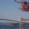 しまなみ海道と桜