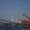 しまなみ海道と桜