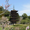 今日の瑠璃光寺五重塔