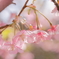 Happy cherry tree