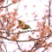 梅、首飾り