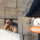 円山動物園、2014年12月21日生まれのシロクマの赤ちゃん
