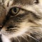 イケメン猫