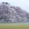 早朝桜
