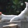 猫２匹