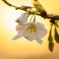 夕桜