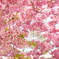 花暖簾/河津桜