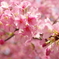 日光浴/河津桜