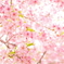 光に憧れて/河津桜