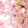 咲き誇る/河津桜