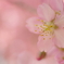 桃色の夢/河津桜