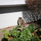 お昼寝ねこ