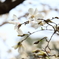 辛夷 (コブシ)の花香る