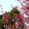 寒緋桜 (カンヒザクラ)