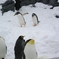ジェンツーペンギンとキングペンギン