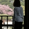 向こう側の桜