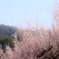 陽光に香る