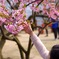 桜と耳飾り