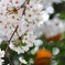 Full Bloom