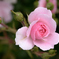 蔵出　岩見沢薔薇センター