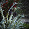 雪柳