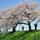 桜ロード
