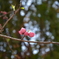 花桃のつぼみ