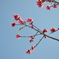 花桃