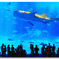 沖縄・美ら海水族館
