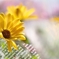 sunshine