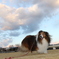 夕暮れ雲がきれいだよ♪
